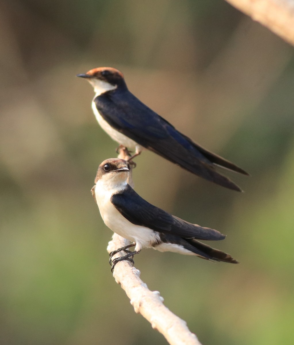 Wire-tailed Swallow - ML638383490