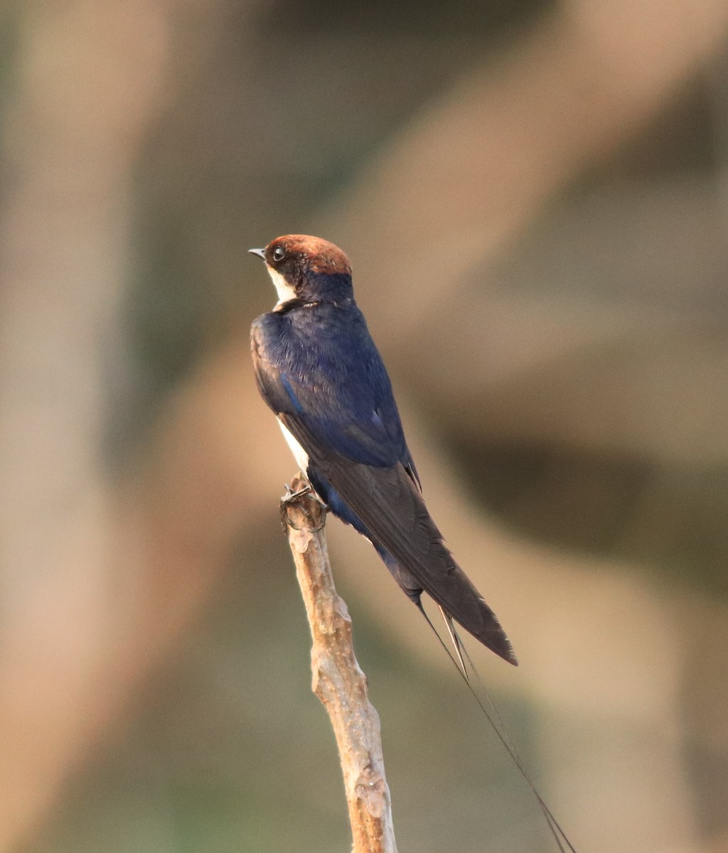 Wire-tailed Swallow - ML638383491