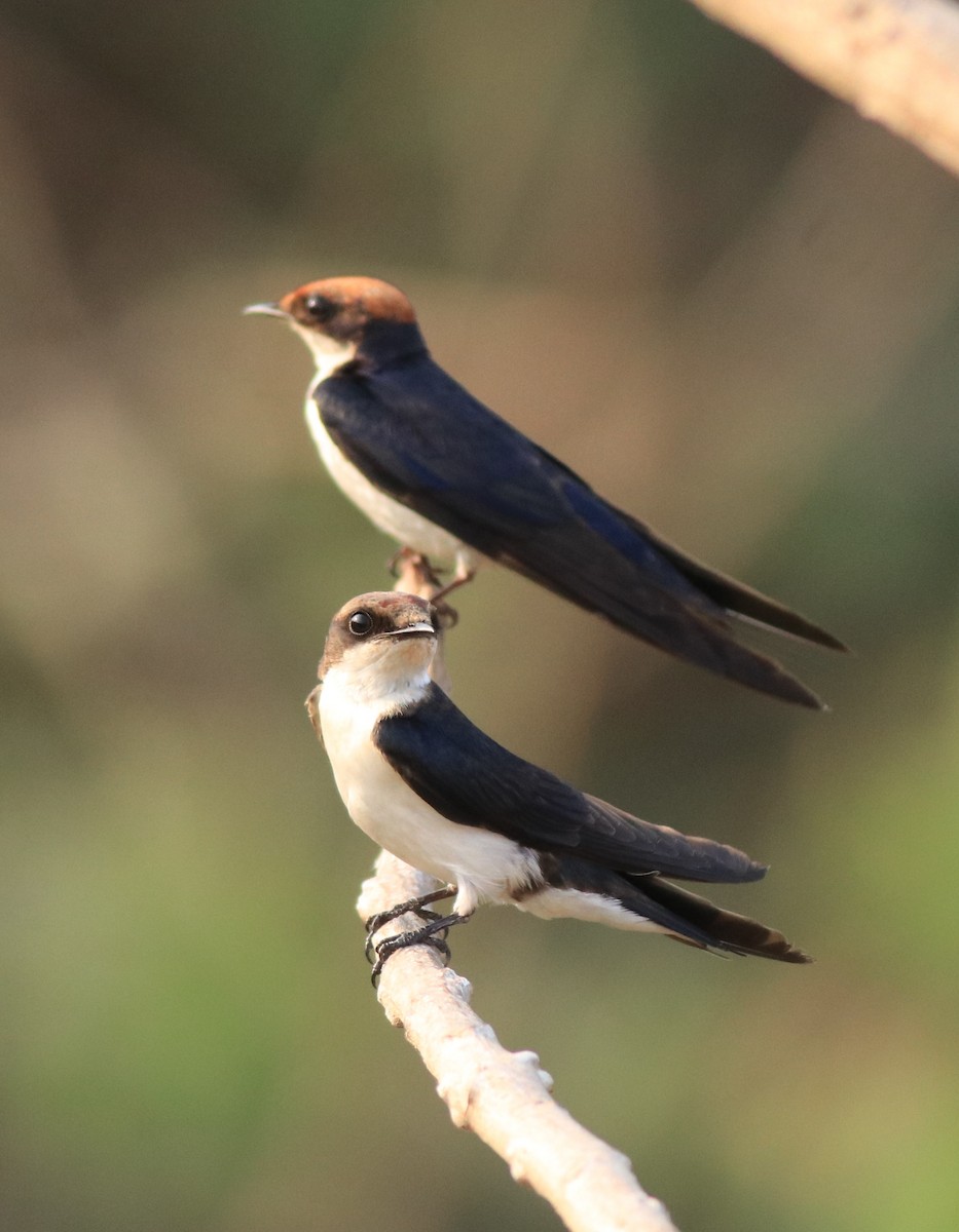Wire-tailed Swallow - ML638383492