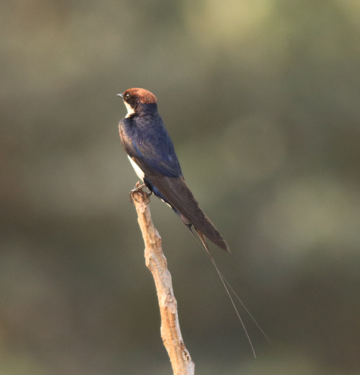 Wire-tailed Swallow - ML638383493