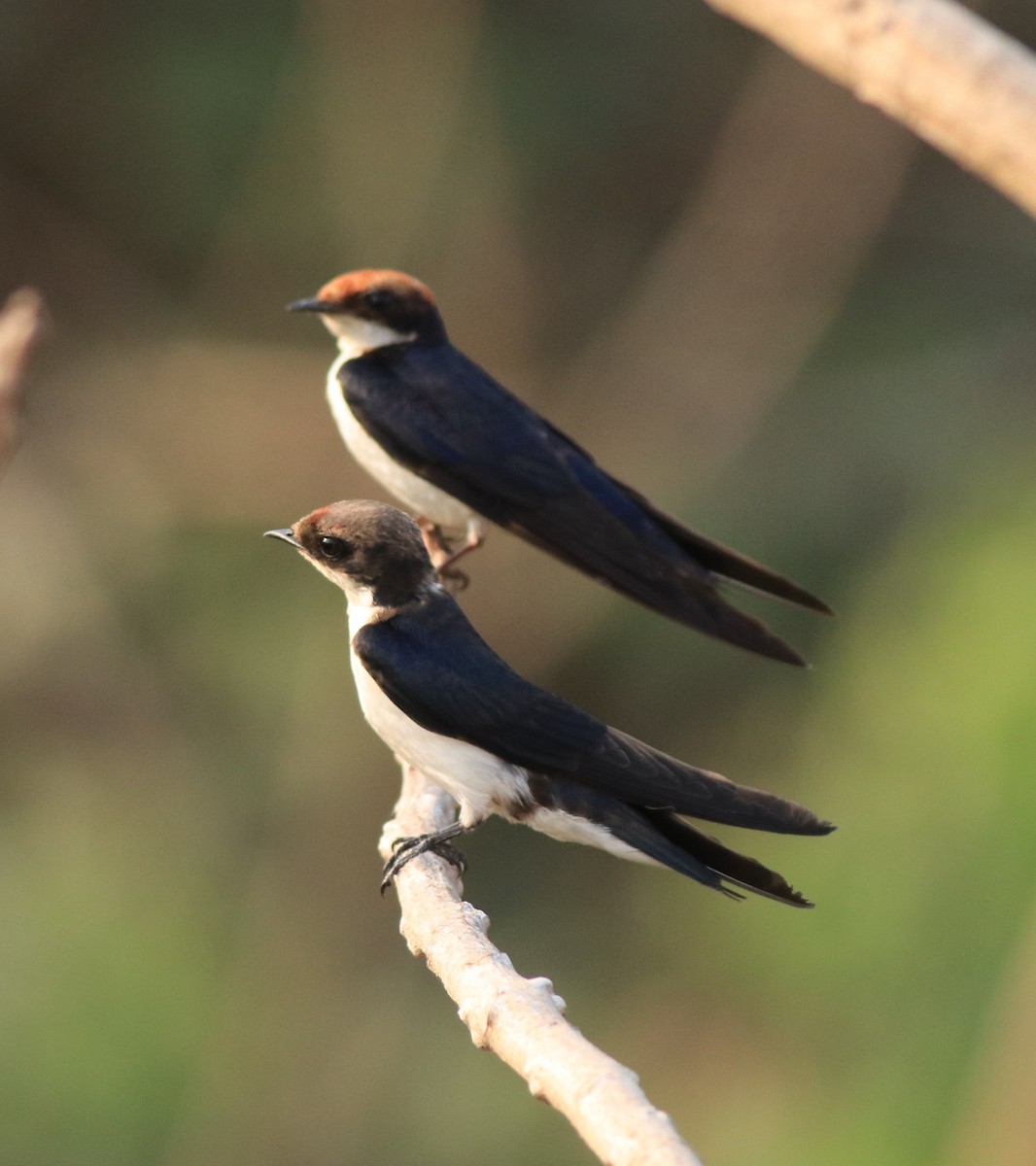 Wire-tailed Swallow - ML638383496
