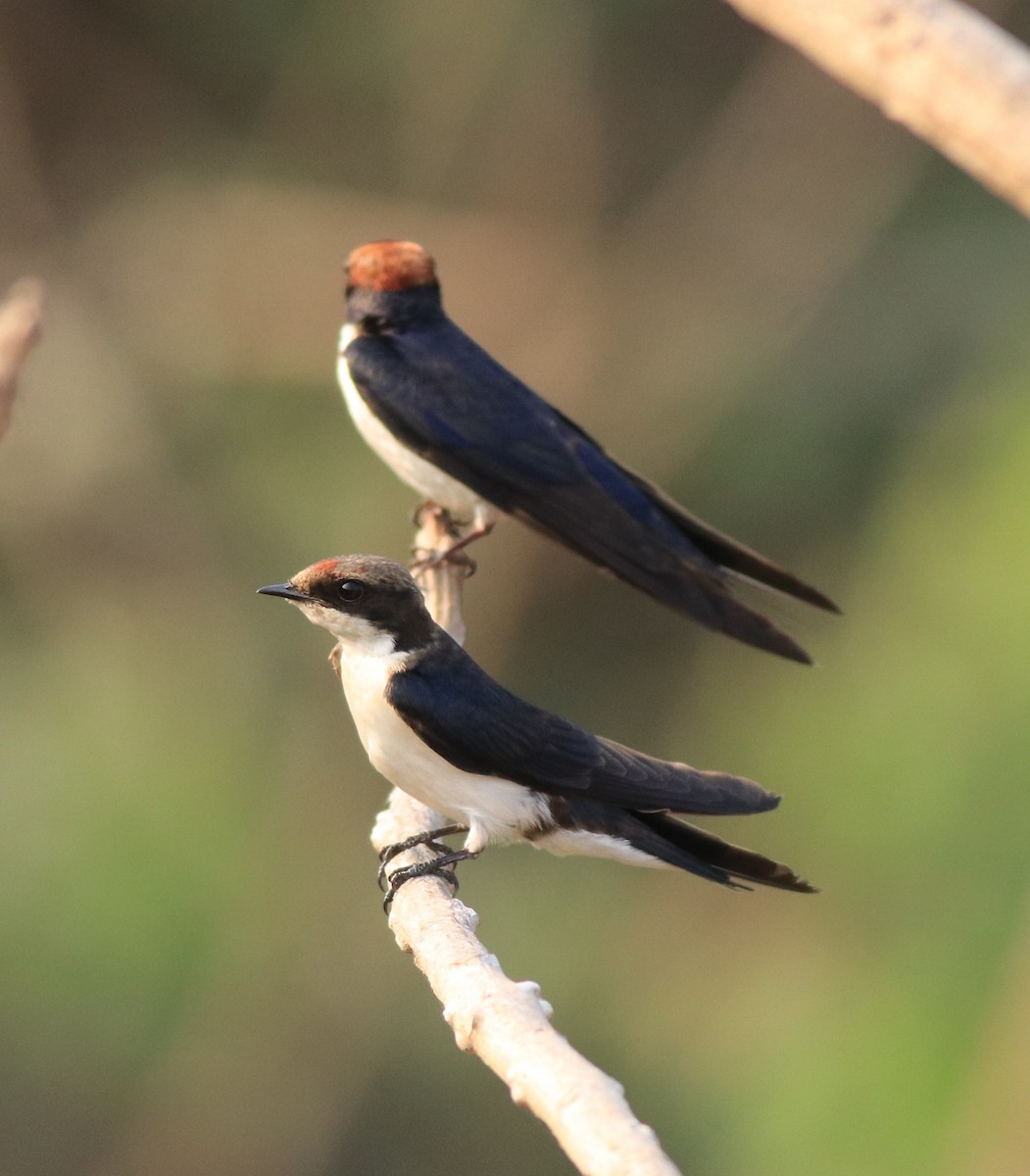 Wire-tailed Swallow - ML638383498