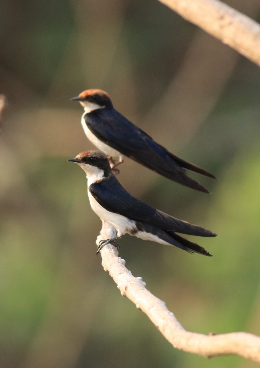 Wire-tailed Swallow - ML638383499