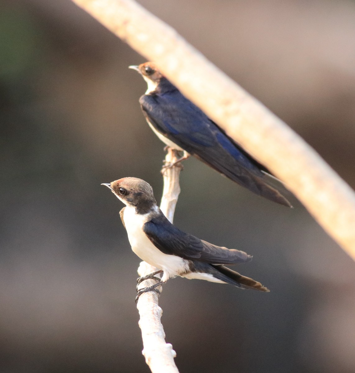Wire-tailed Swallow - ML638383500