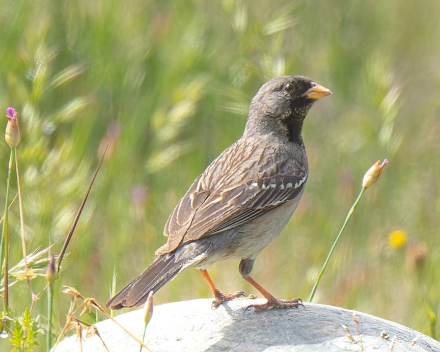 Mourning Sierra Finch - ML638383505