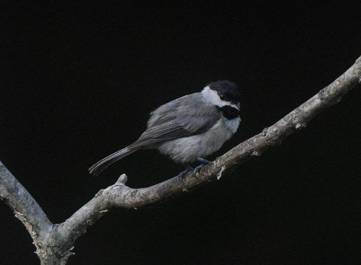 Carolina Chickadee - ML638383508