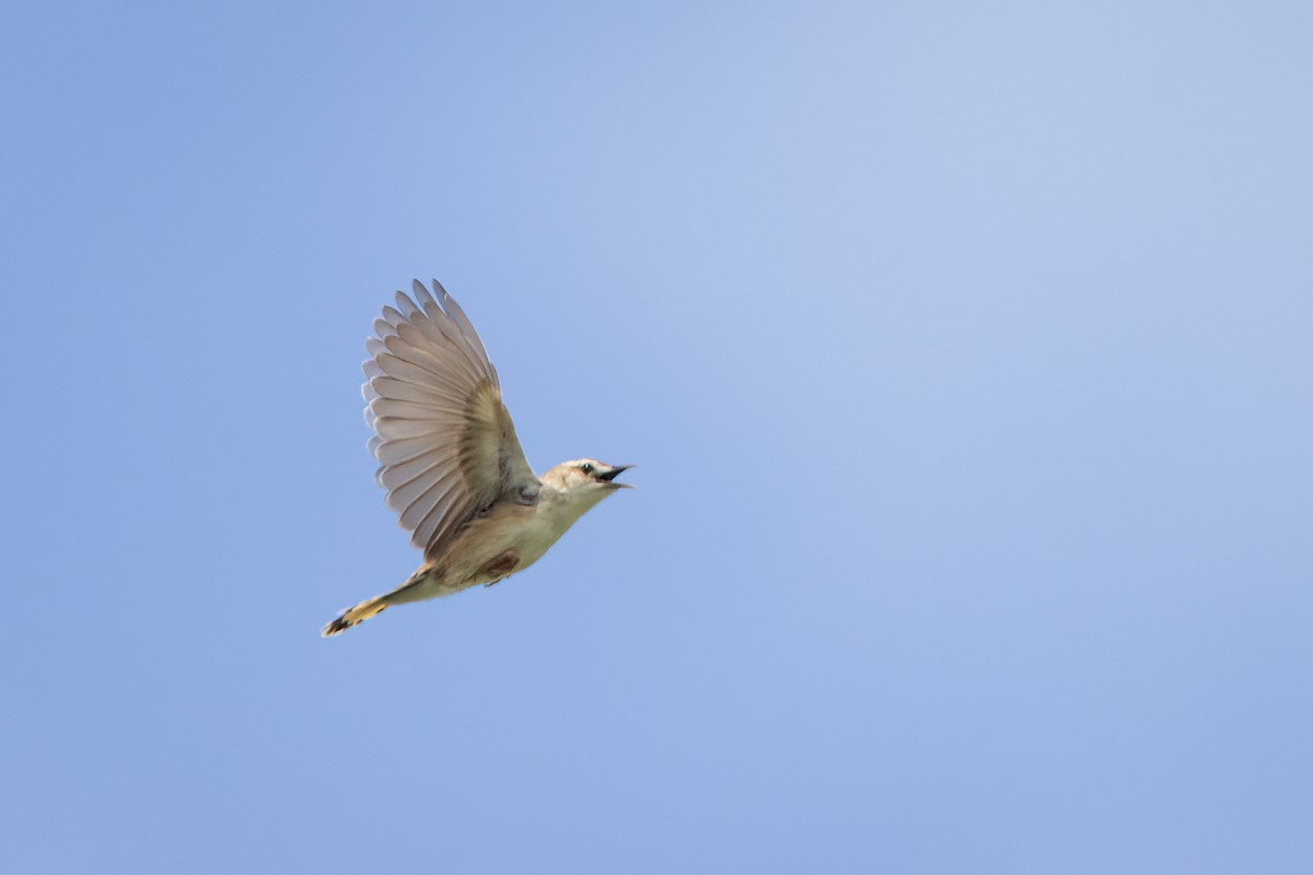 Zitting Cisticola (Far Eastern) - ML638383515
