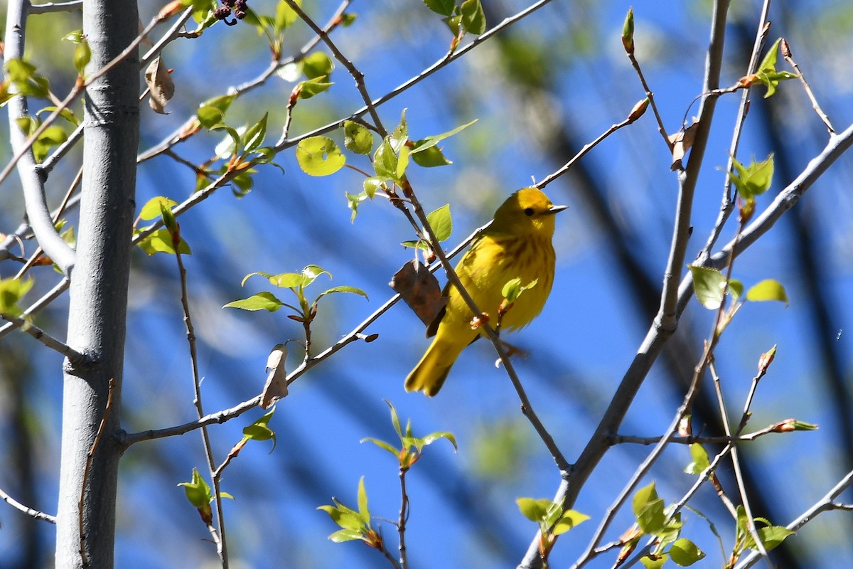Goldwaldsänger - ML638383517
