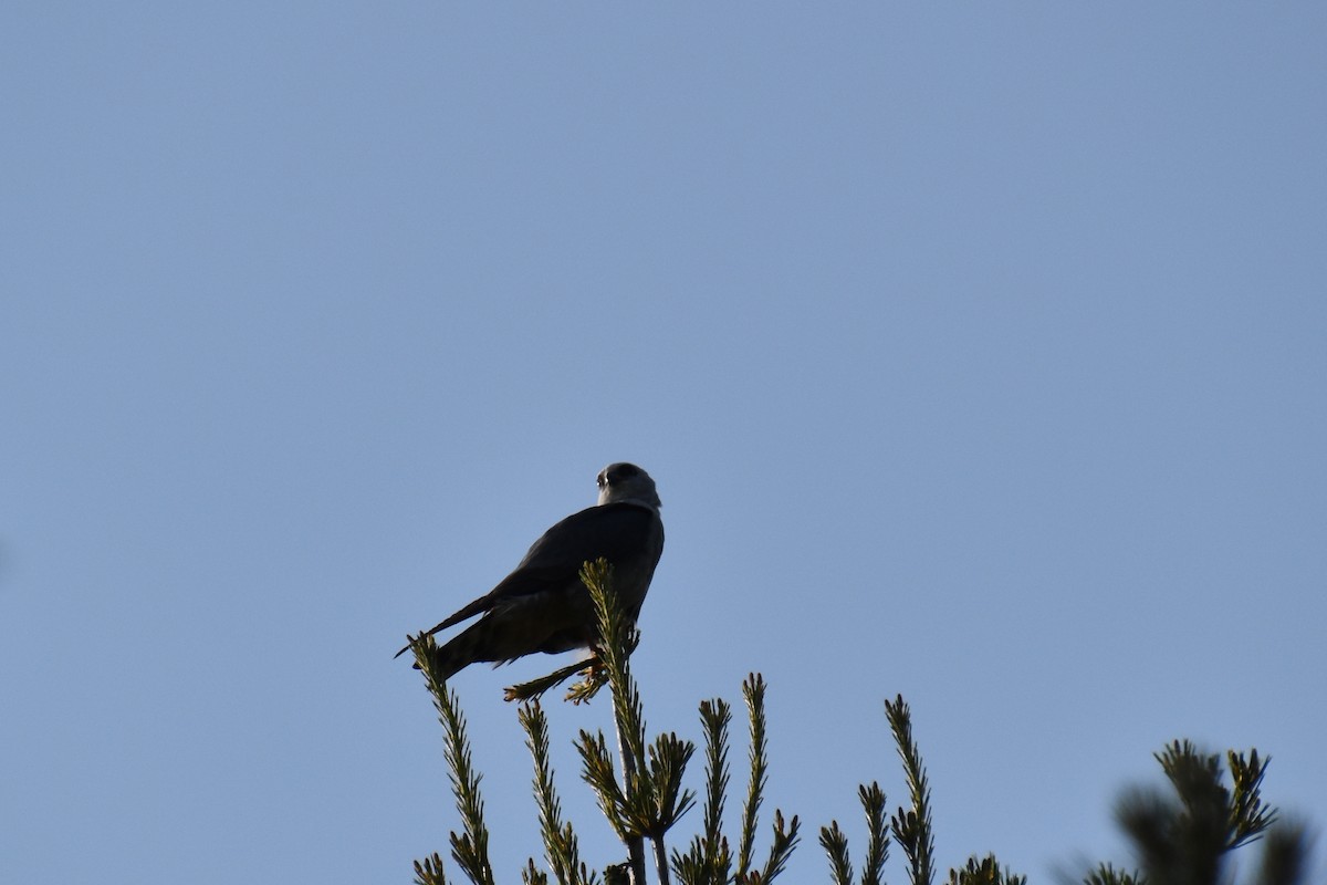 Mississippi Kite - ML638383519