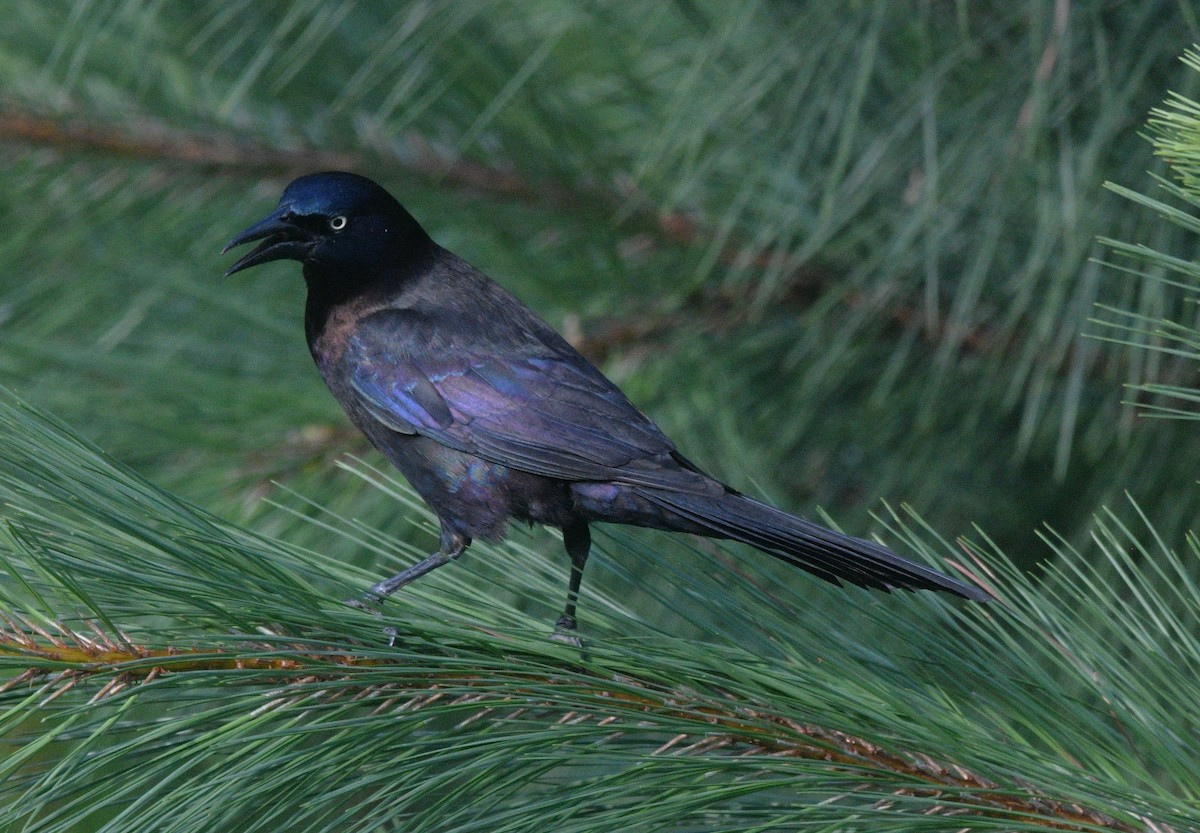 Common Grackle - ML638383539