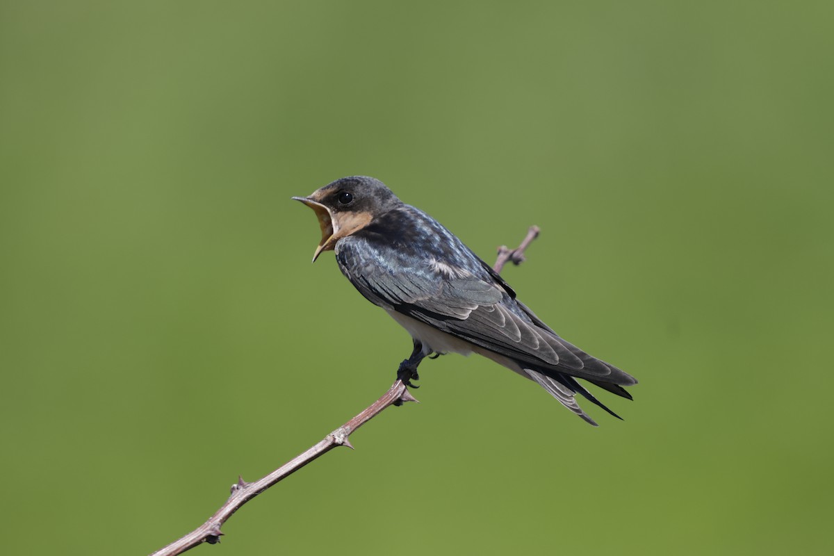 Barn Swallow - ML638383553