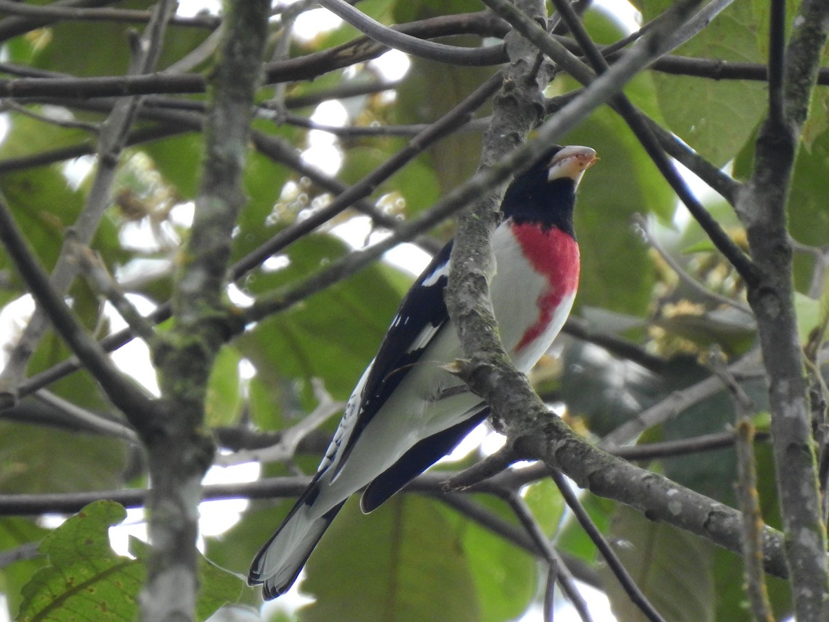 Rose-breasted Grosbeak - ML638383557