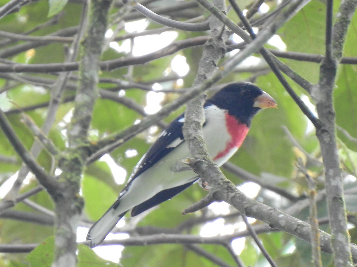 Rose-breasted Grosbeak - ML638383559