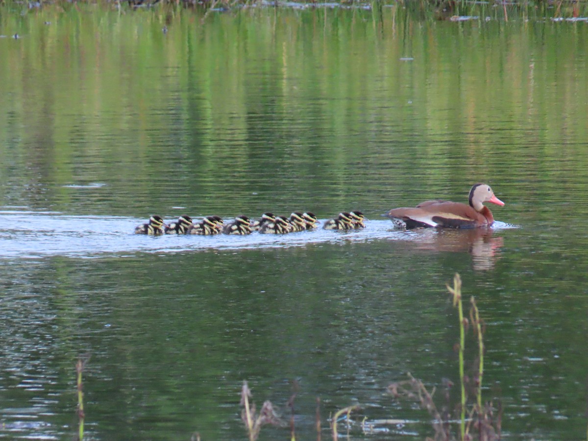 Black-bellied Whistling-Duck - ML638383560