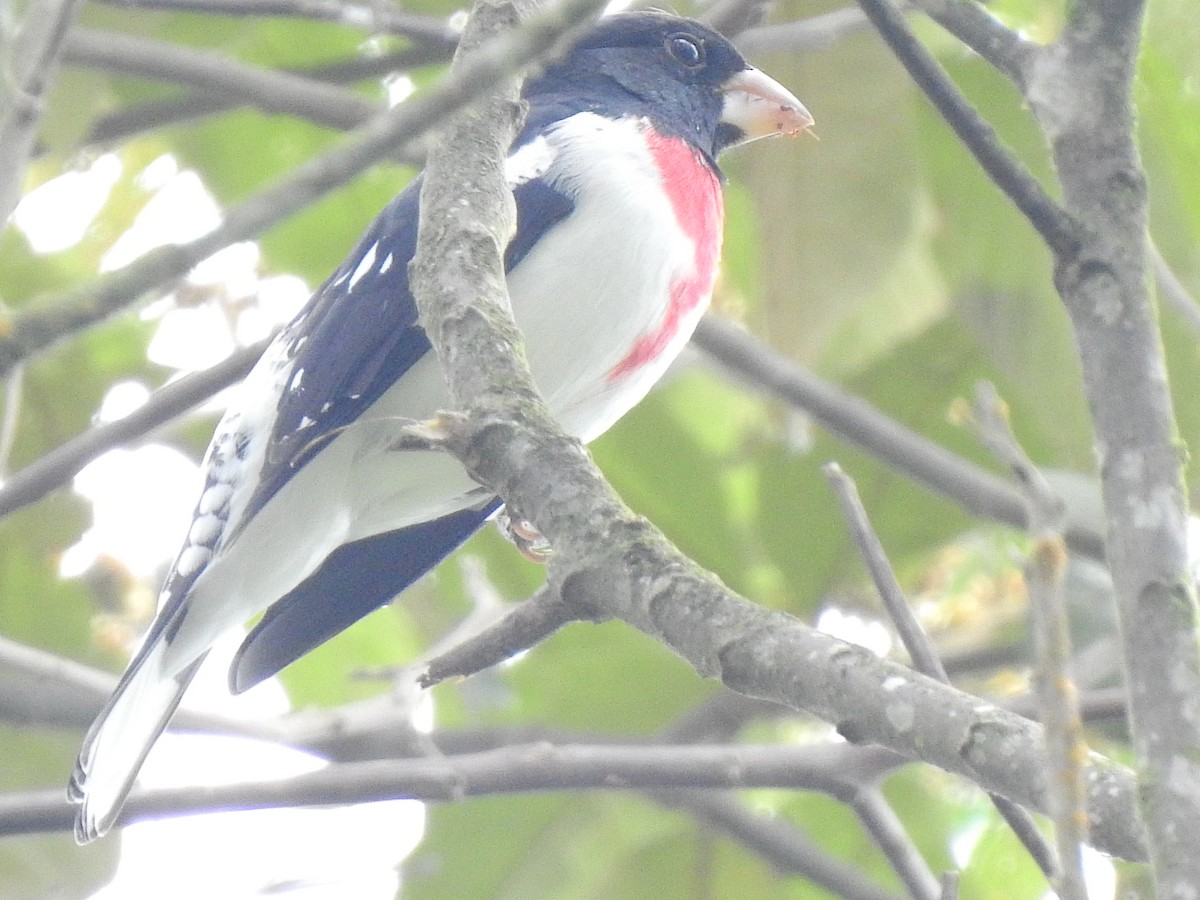 Rose-breasted Grosbeak - ML638383561