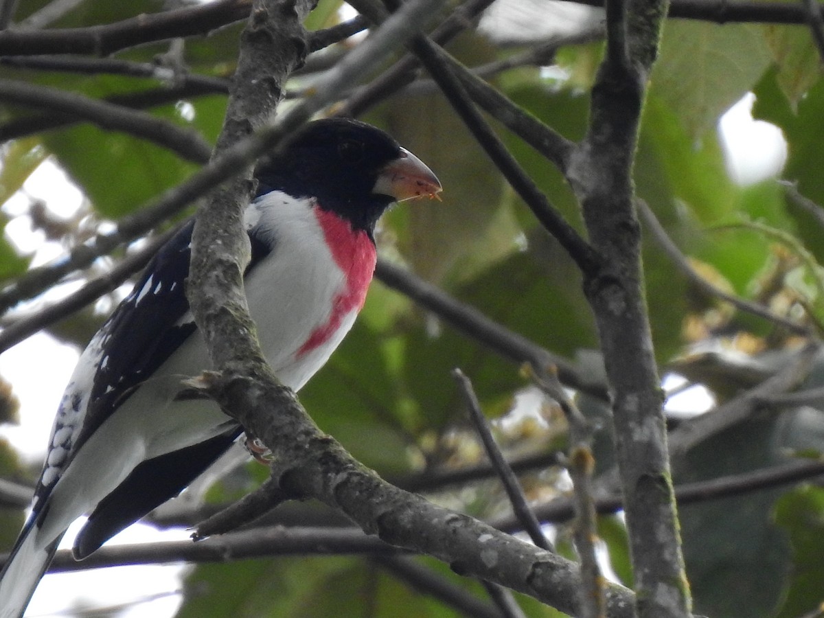 Rose-breasted Grosbeak - ML638383563