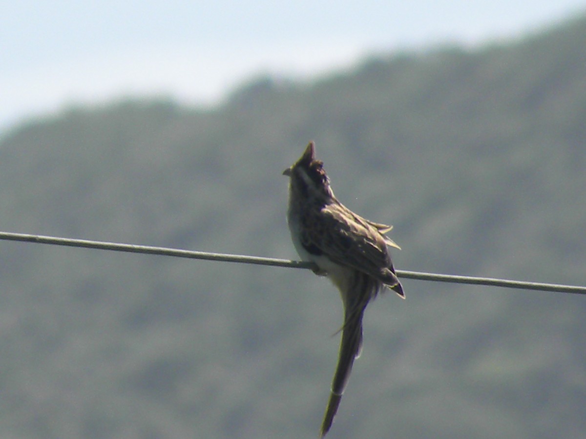 Striped Cuckoo - ML638383570