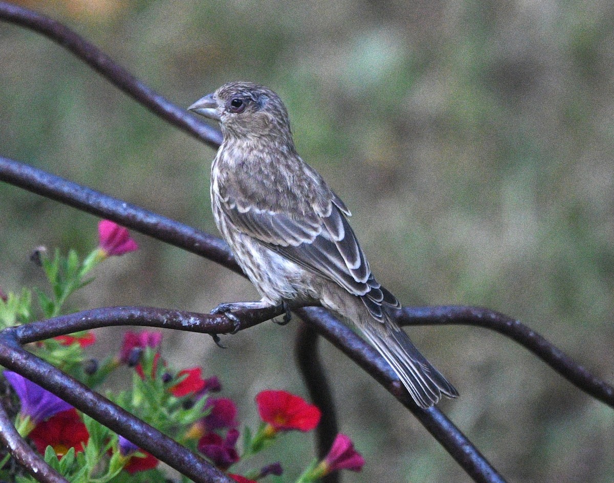 House Finch - ML638383573