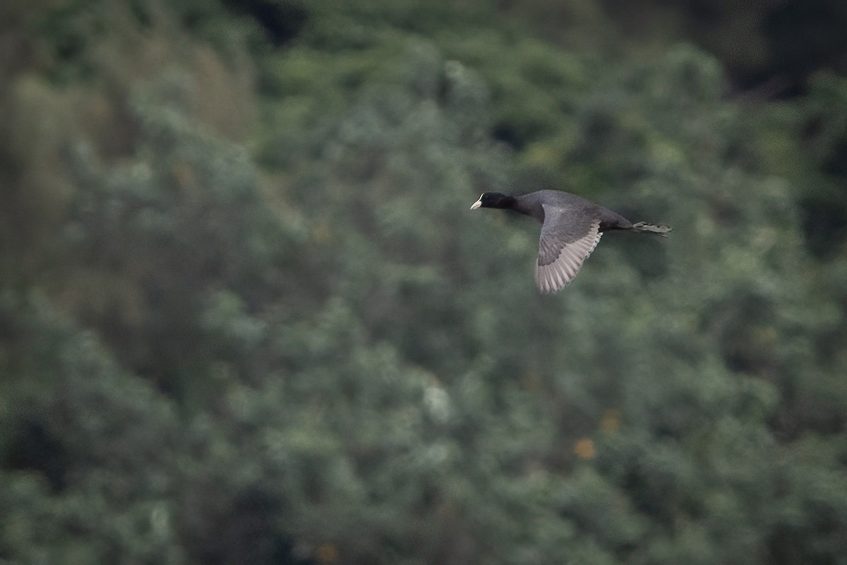 Eurasian Coot - ML638383575