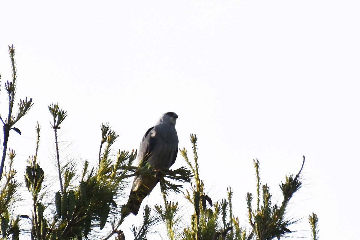 Mississippi Kite - ML638383588
