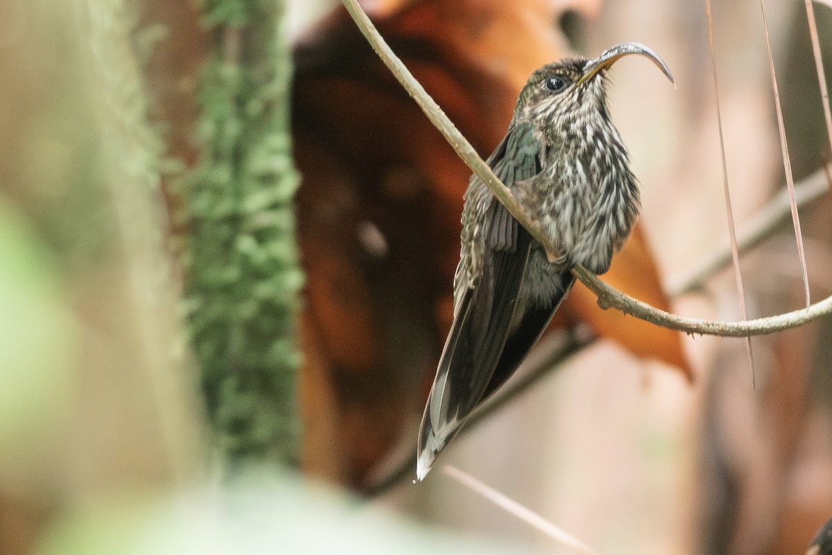 White-tipped Sicklebill - ML638383602
