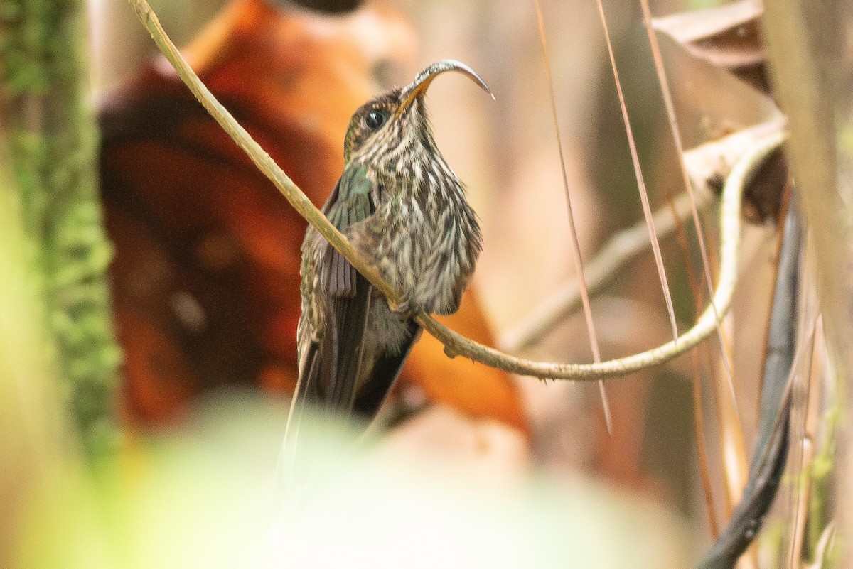 White-tipped Sicklebill - ML638383604