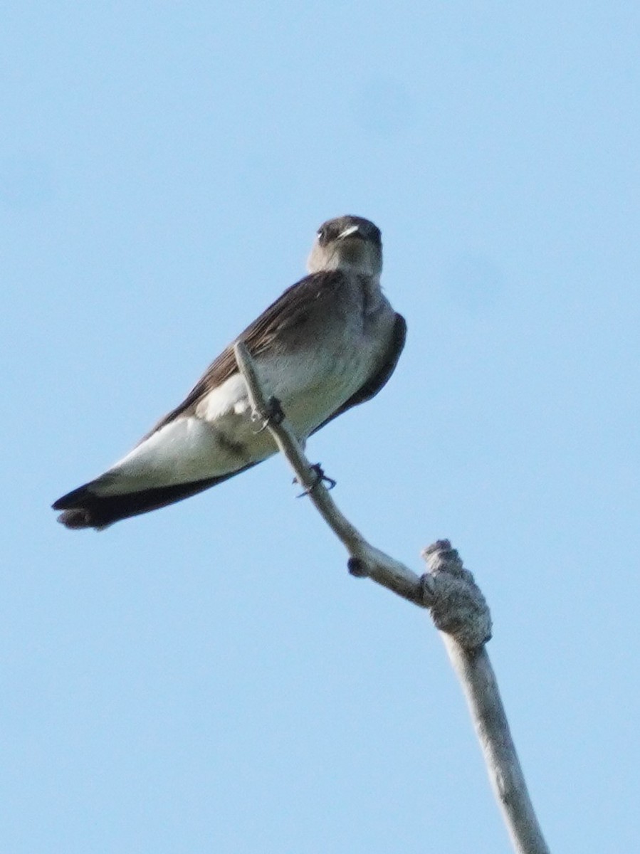 Northern Rough-winged Swallow - ML638383610