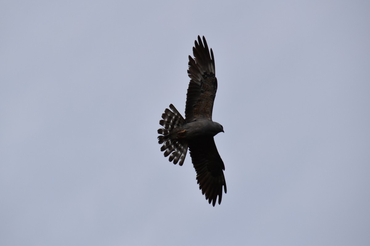 Mississippi Kite - ML638383615