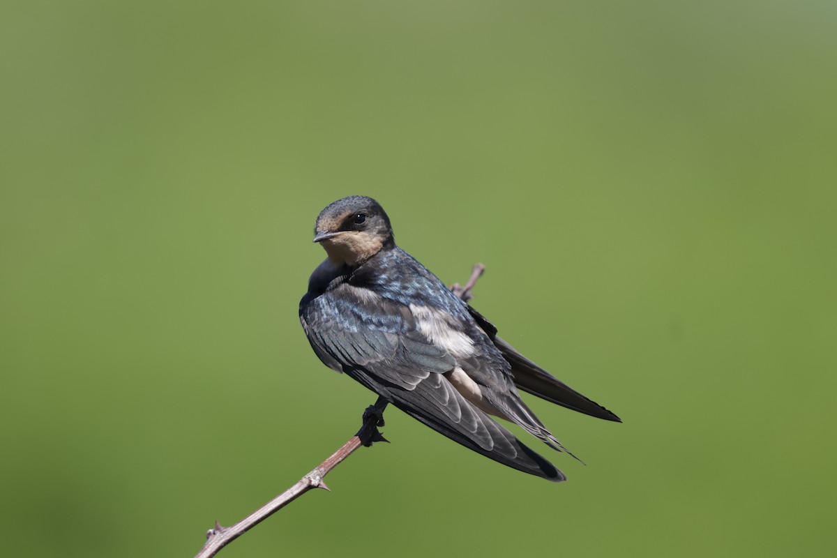Barn Swallow - ML638383619