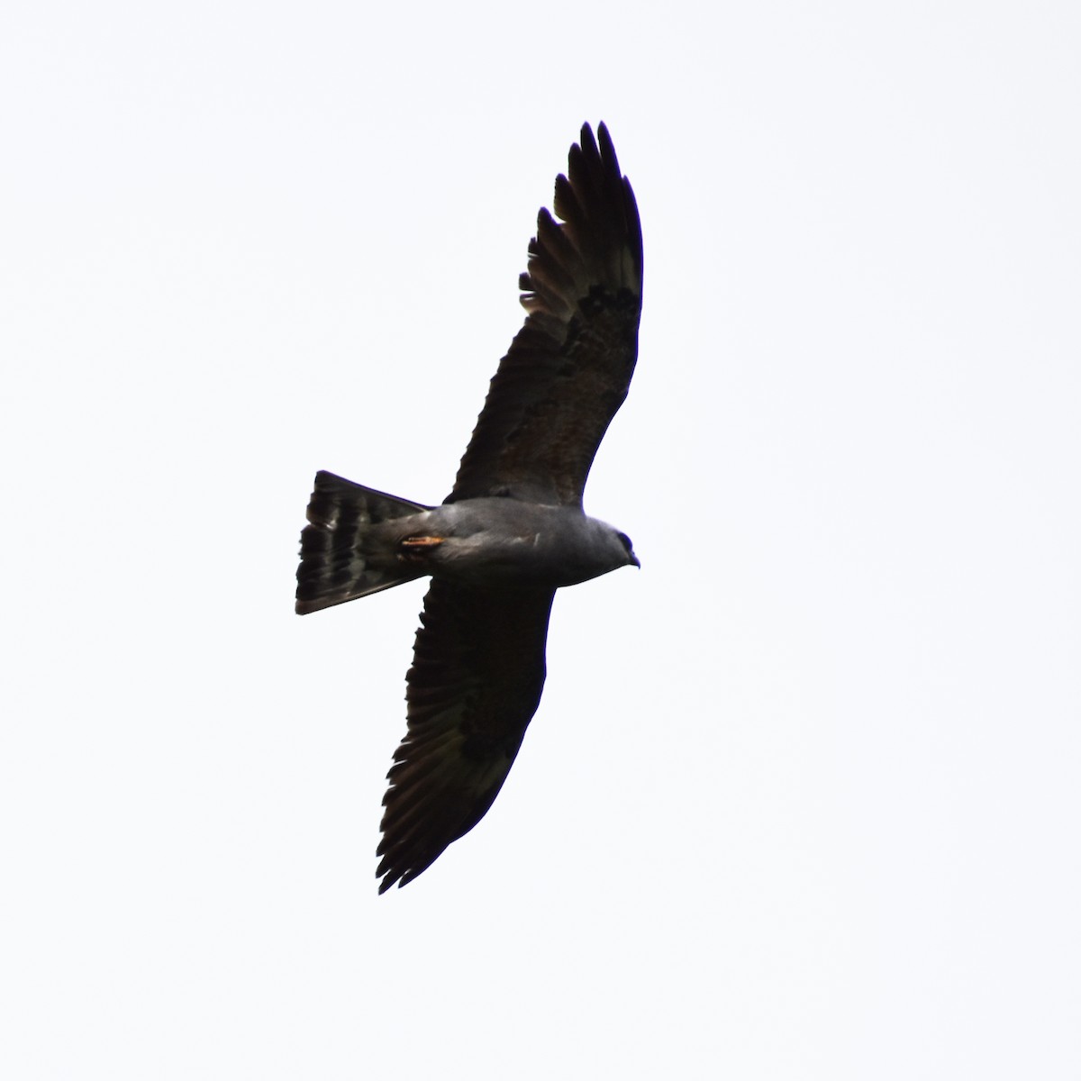 Mississippi Kite - ML638383627