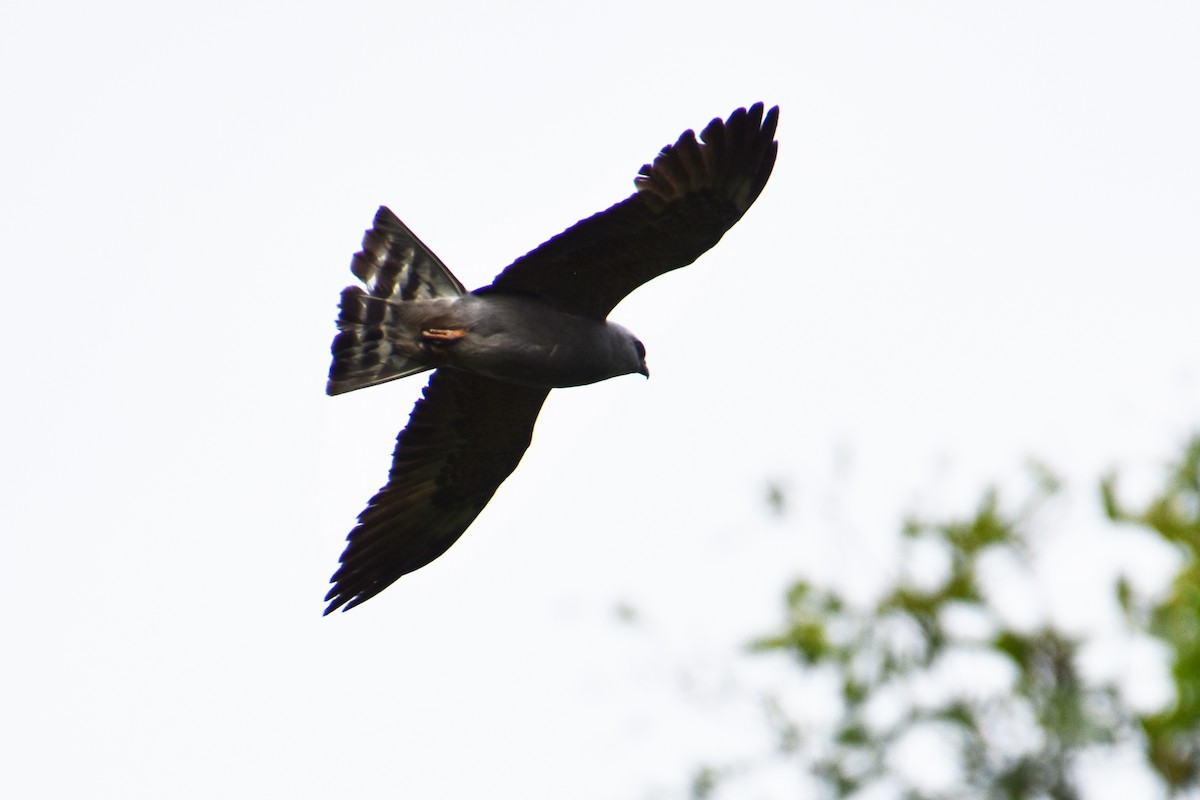 Mississippi Kite - ML638383628