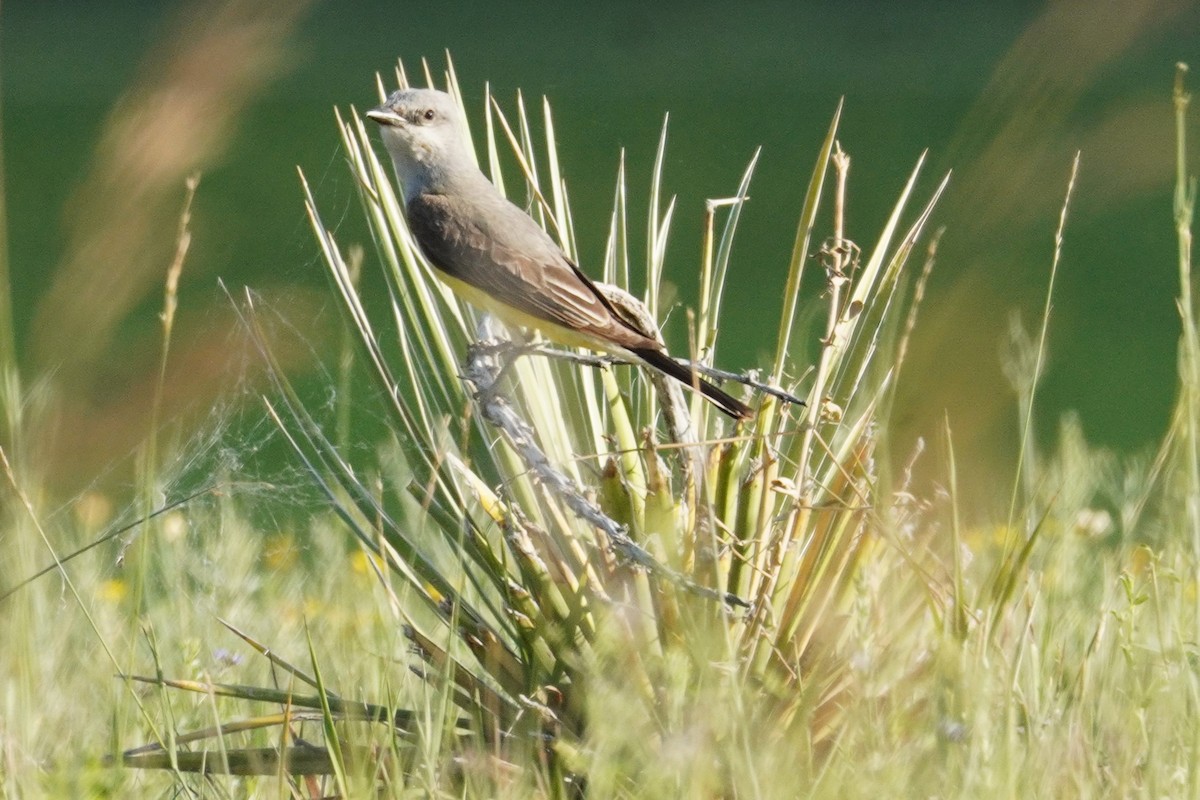 Schmalschnabel-Königstyrann - ML638383629