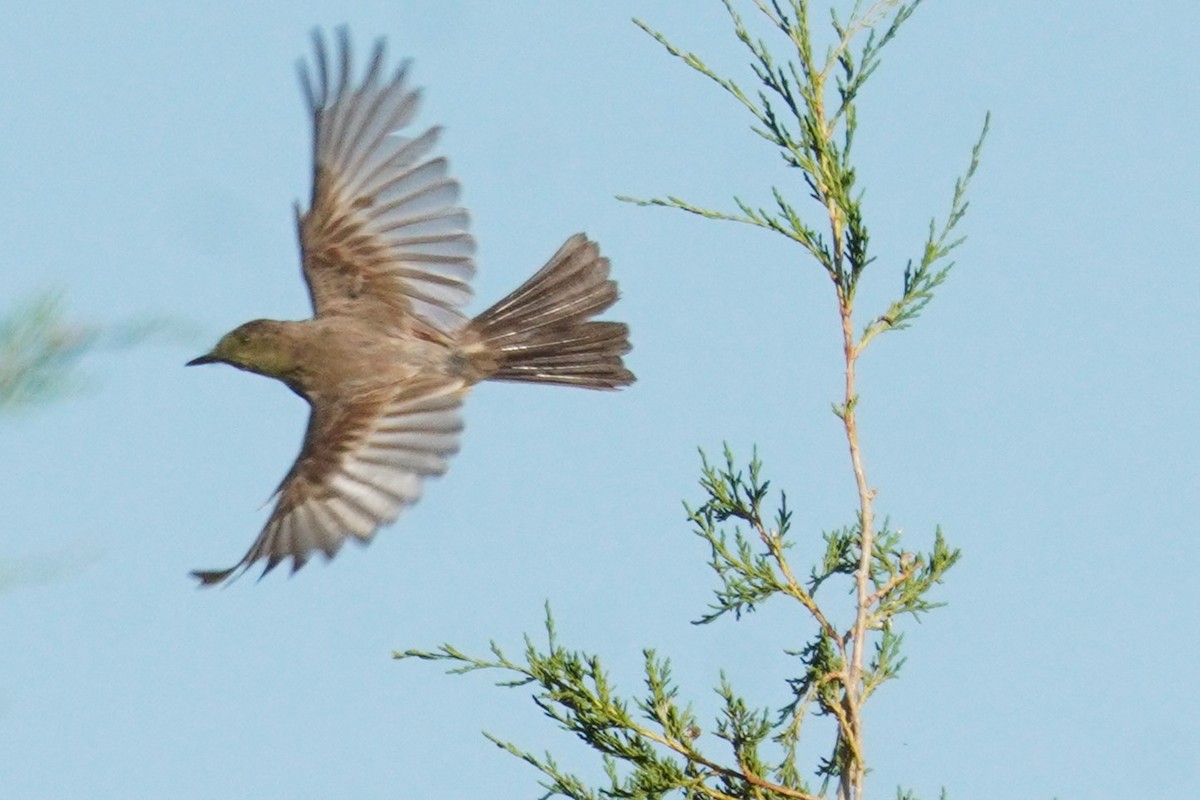 Schmalschnabel-Königstyrann - ML638383662