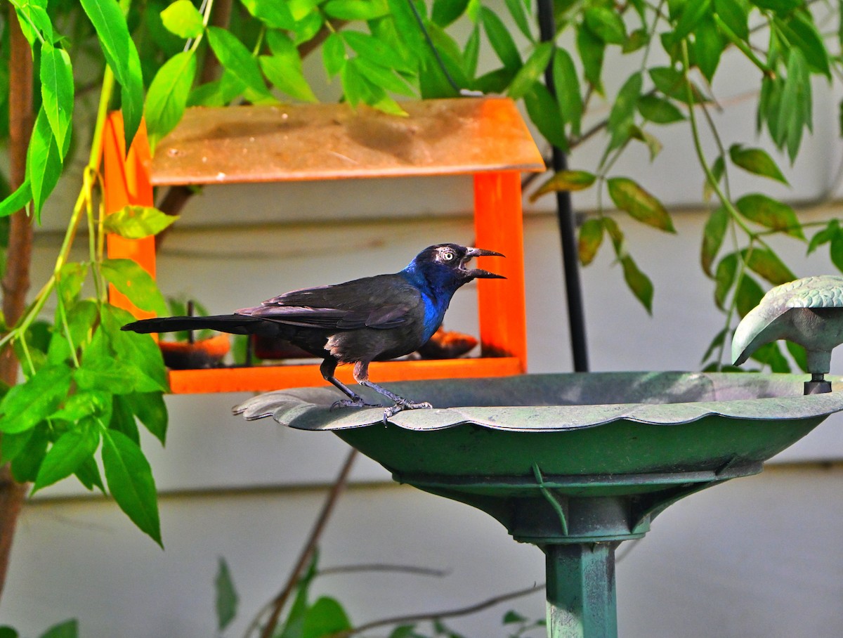 Common Grackle - ML638383668