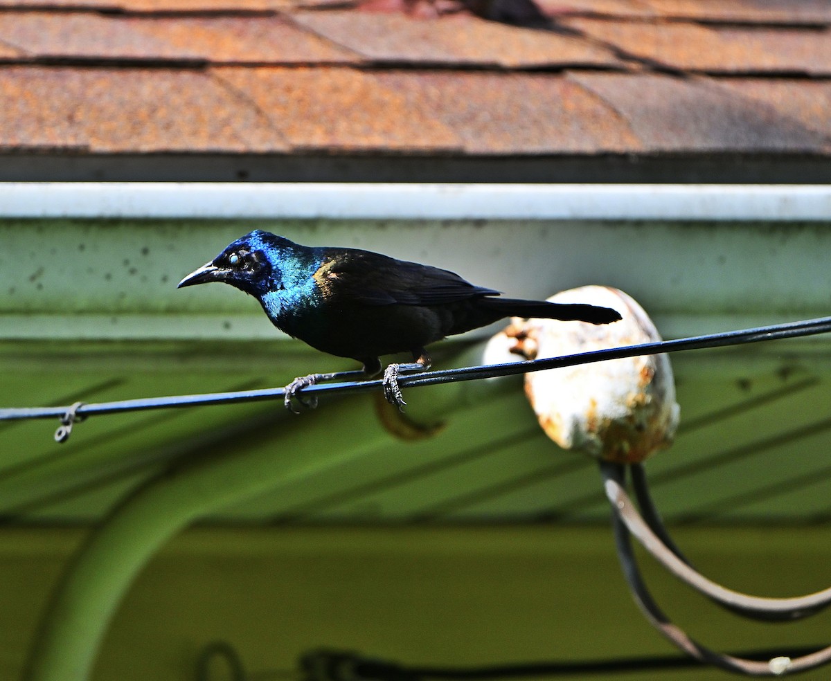Common Grackle - ML638383669