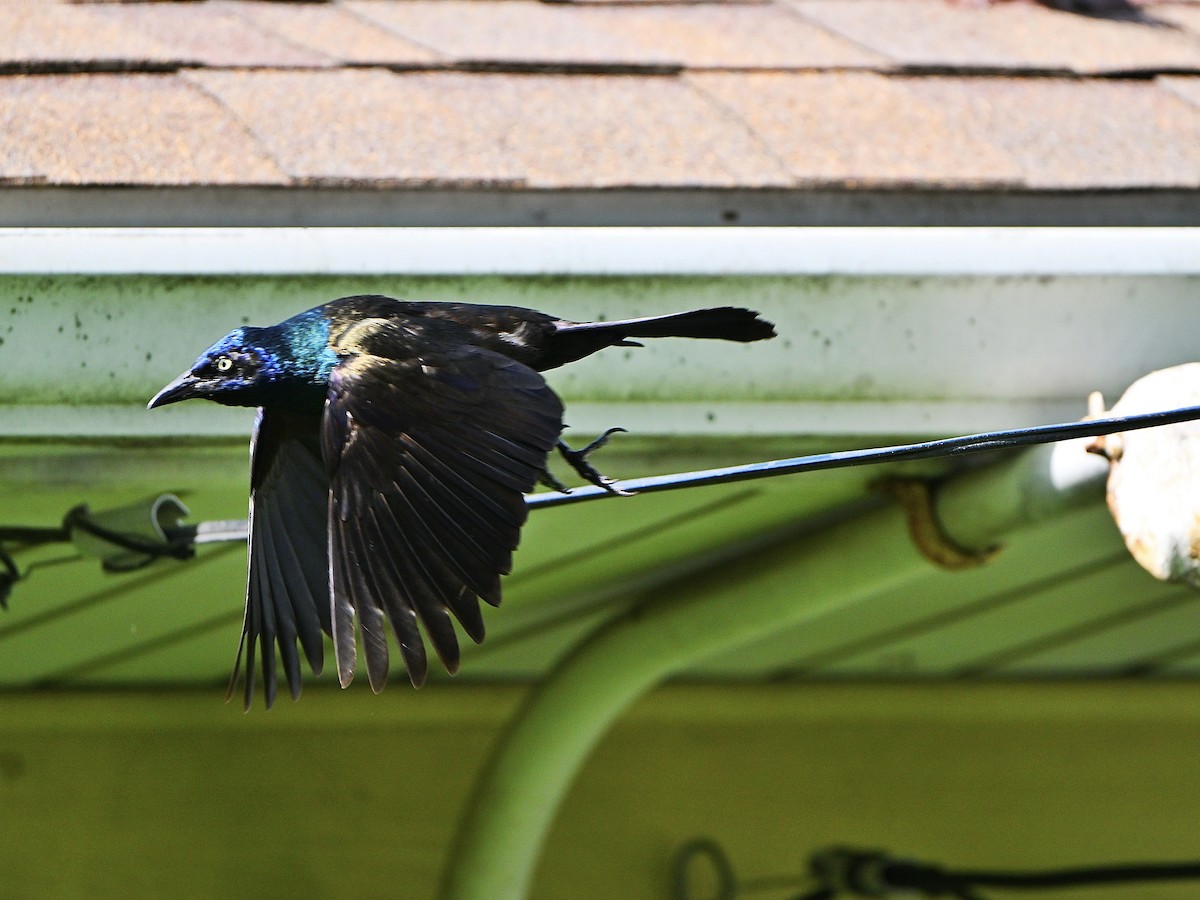 Common Grackle - ML638383670
