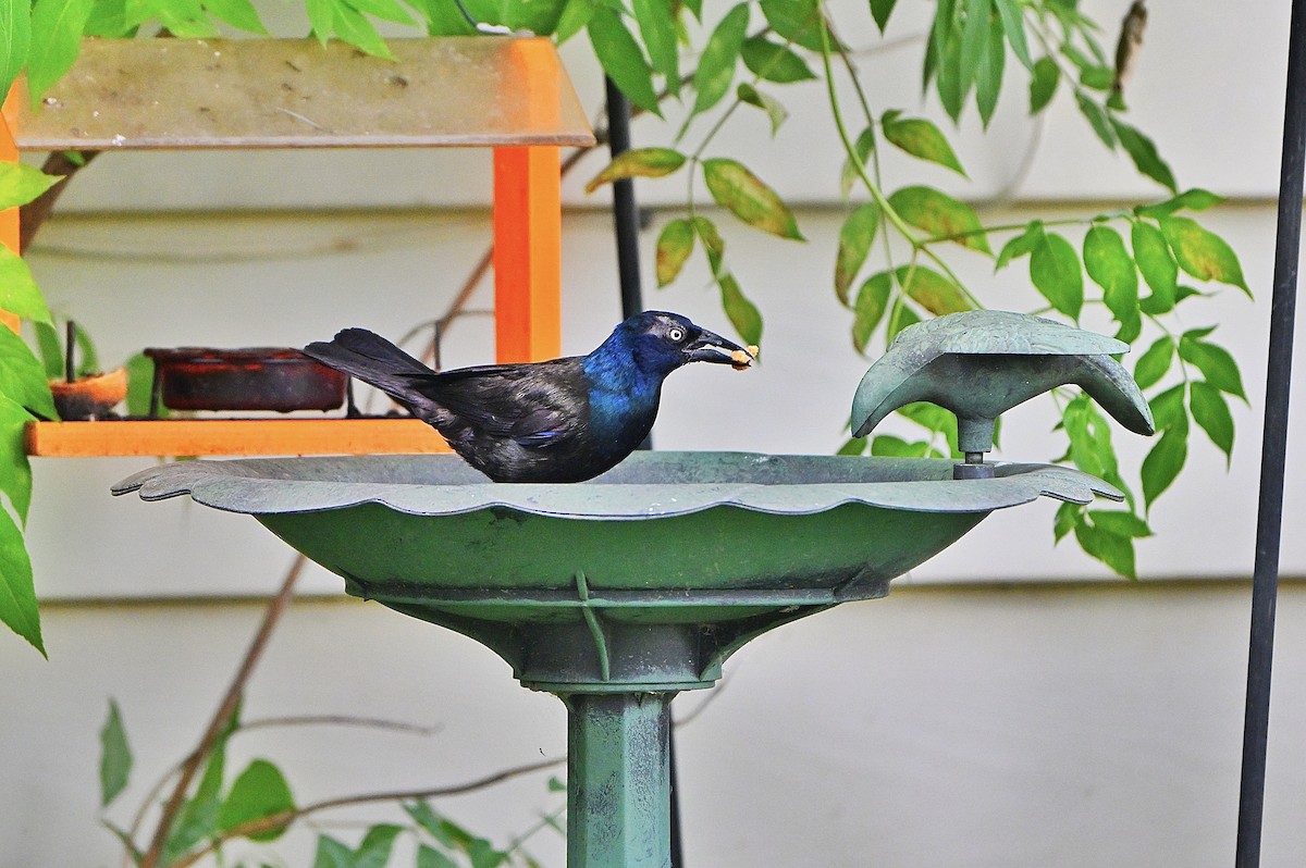 Common Grackle - ML638383671