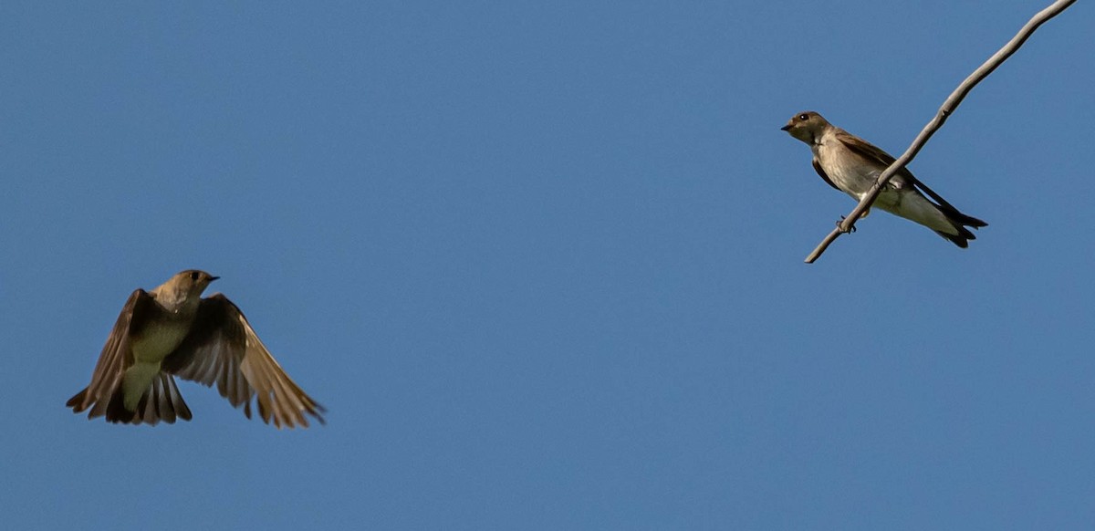Northern Rough-winged Swallow - ML638383683
