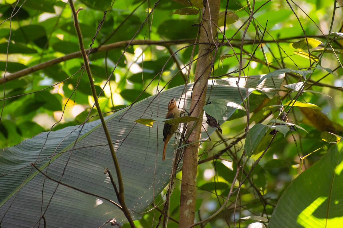 Ochre-throated Foliage-gleaner - ML638383688