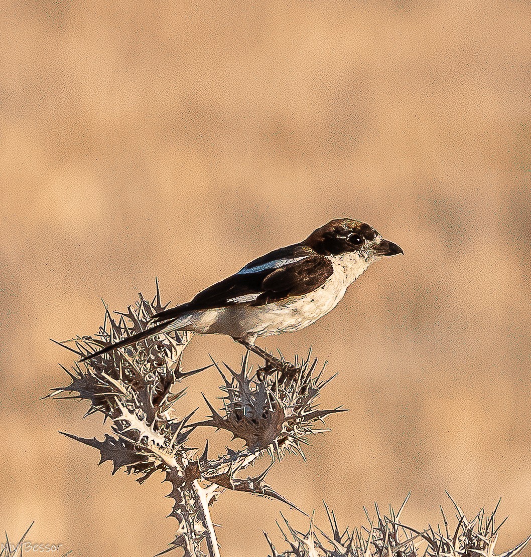 Woodchat Shrike (Caucasian) - ML638383691