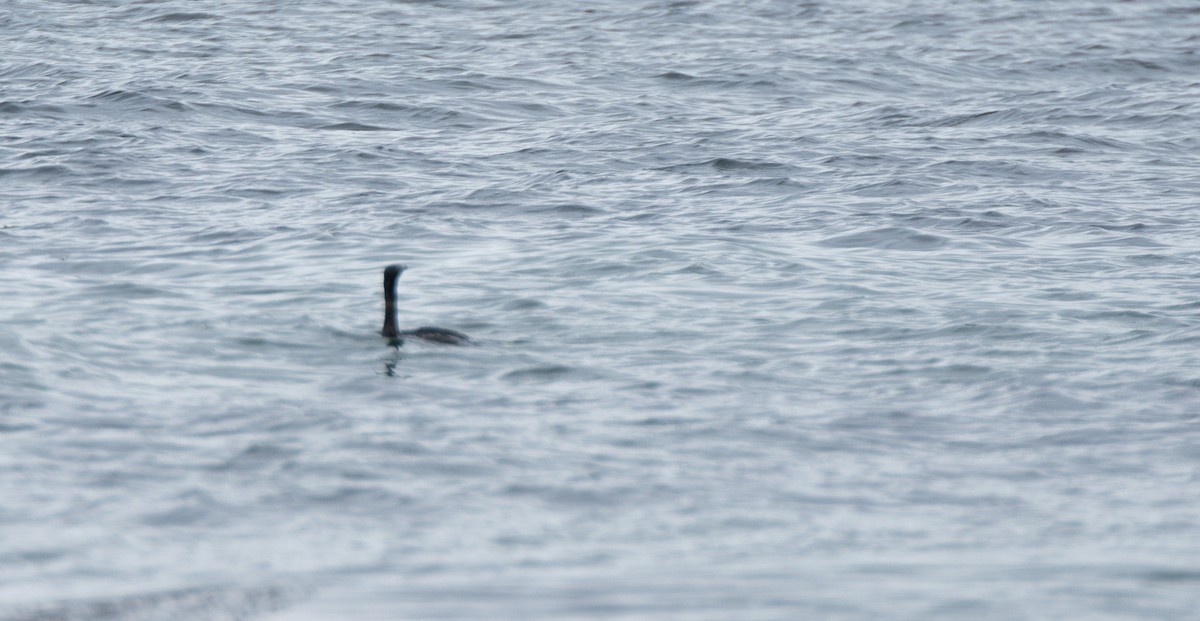 Pelagic Cormorant - ML638383709