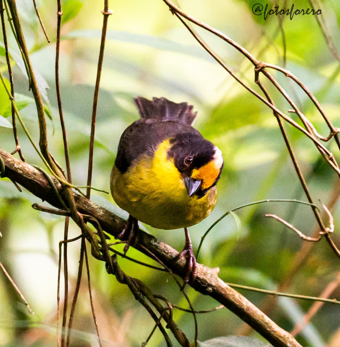 Pale-naped Brushfinch - ML638383770