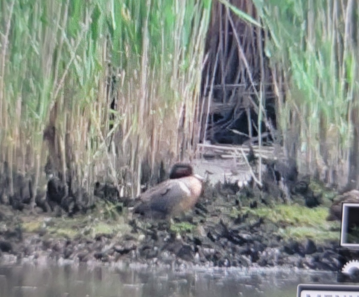 Green-winged Teal - ML638383771