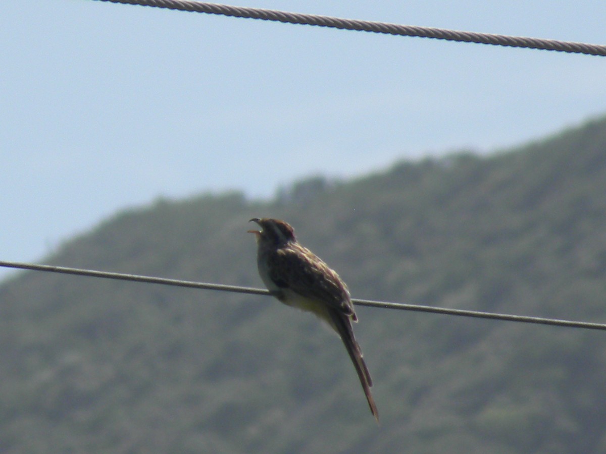 Striped Cuckoo - ML638383776