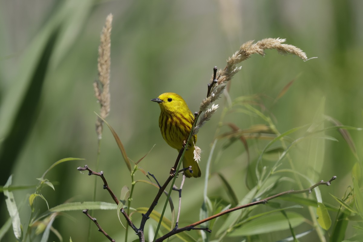 Goldwaldsänger - ML638383801