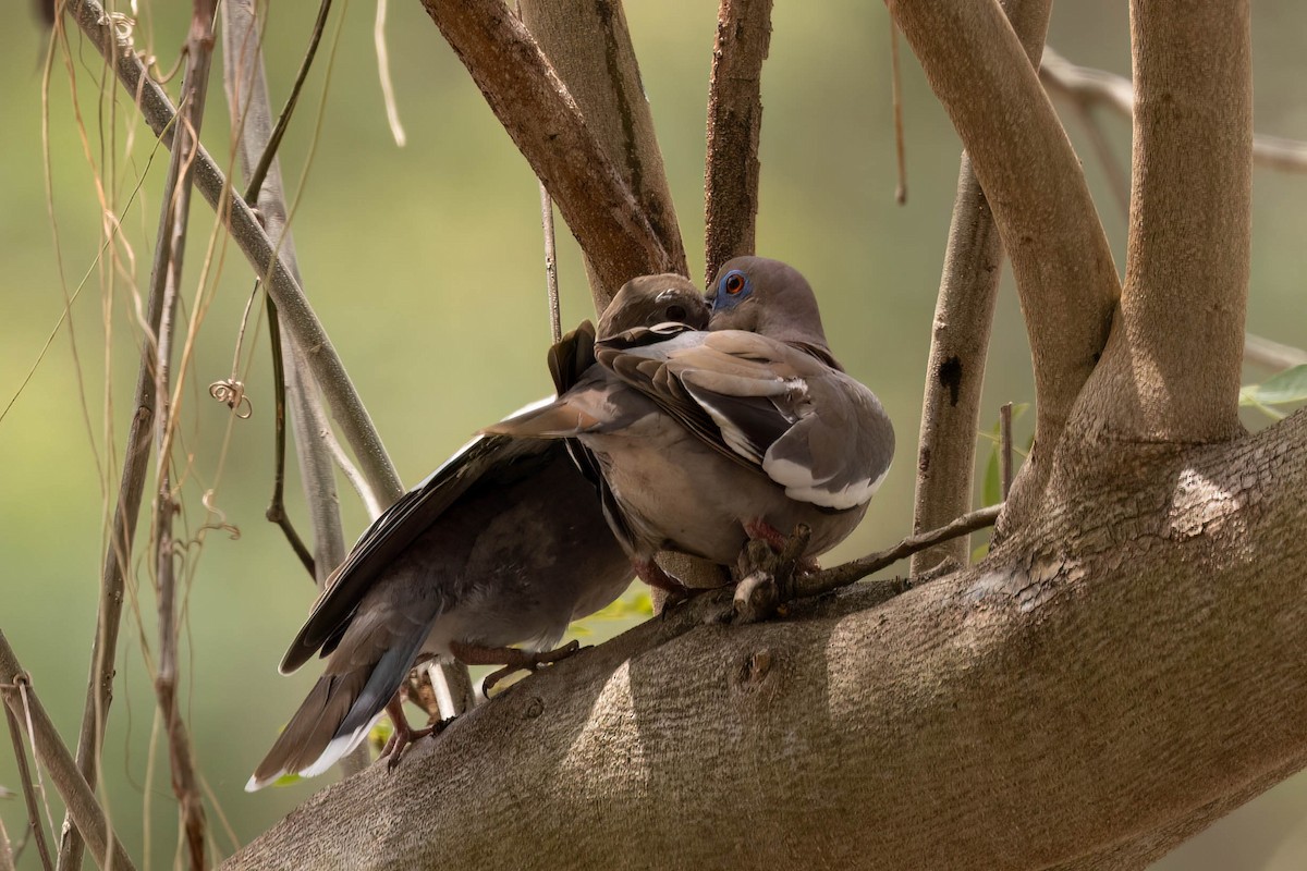 White-winged Dove - ML638383803