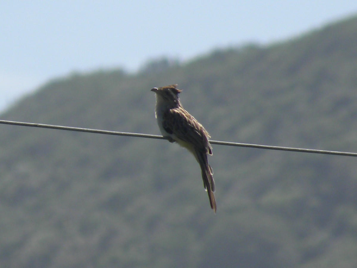 Striped Cuckoo - ML638383804