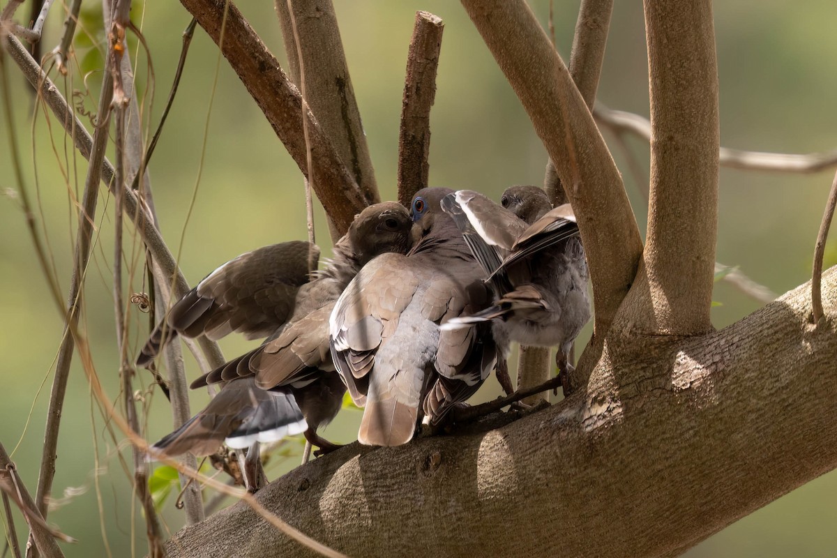 White-winged Dove - ML638383806