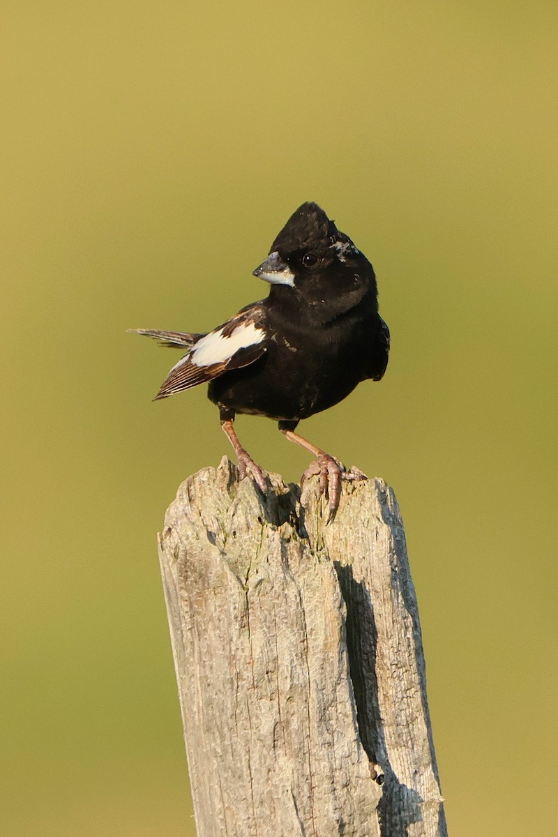 Lark Bunting - ML638383818