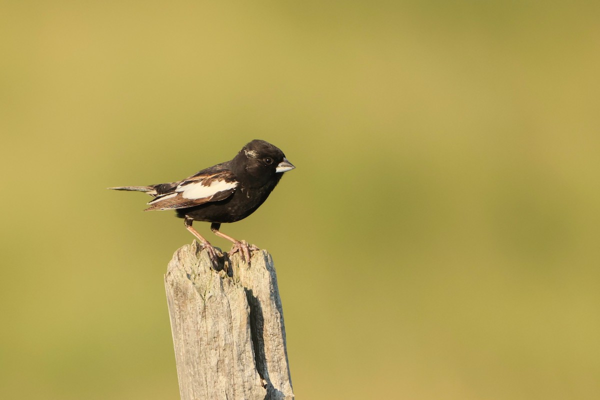 Lark Bunting - ML638383819